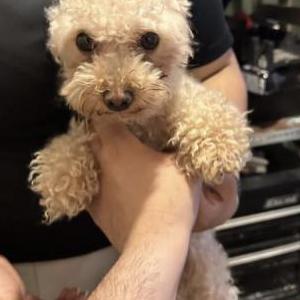 Lost Dog Coco