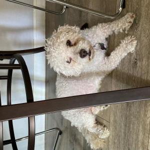 Lost Dog Roman