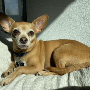 Lost Dog Choco