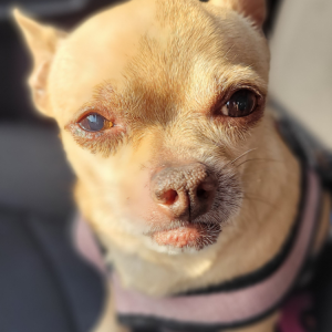 Found Dog Unknown