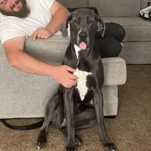 Lost Dog Nala