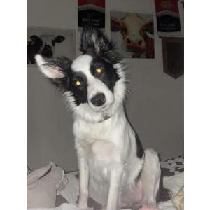 Image of Lady, Lost Dog