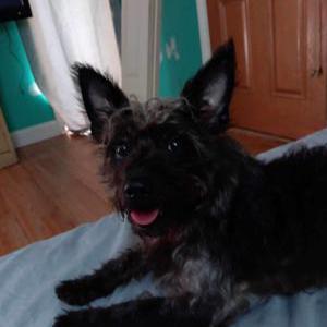 Lost Dog Valentina
