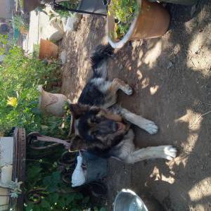 Lost Dog Xuxa/Sienna