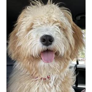 Image of Max, Lost Dog