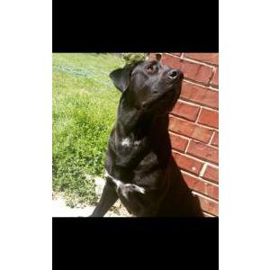 Lost Dog Bane