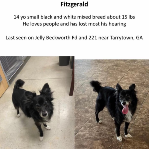 Lost Dog Fitzgerald