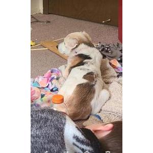 Lost Dog Niva