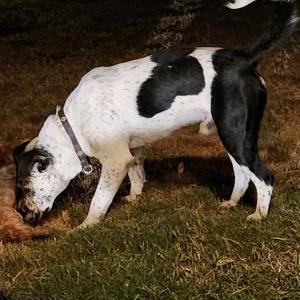 2nd Image of Unknown, Found Dog