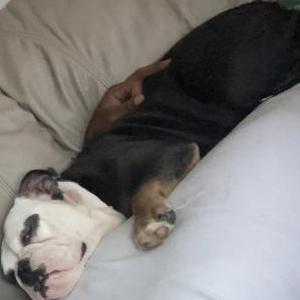 Lost Dog Left Eye