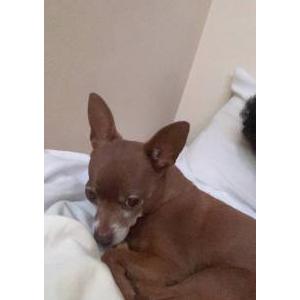 Image of Valentino, Lost Dog