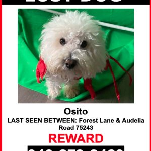 Lost Dog Osito