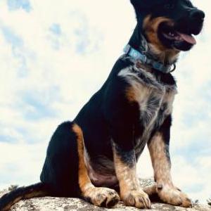 Lost Dog Bruce