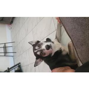 Lost Dog Coyote