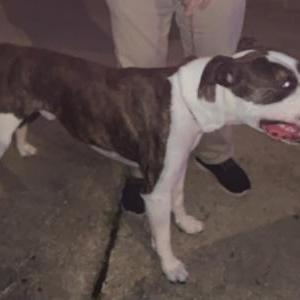 Found Dog Unknown