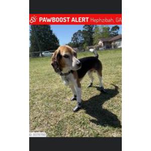 Lost Dog Toby Eltzroth