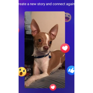 Image of Beaner, Lost Dog