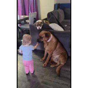 Lost Dog Athena