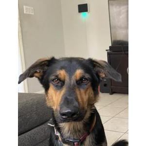 Lost Dog Ruby