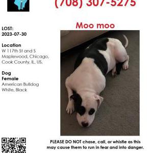 Lost Dog Moo Moo