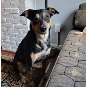 Lost Dog Mila (also Telstar)
