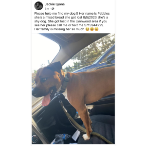 Image of Pebbles lyons, Lost Dog