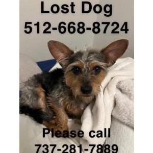 Image of Cocoa, Lost Dog