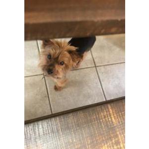 2nd Image of Winston, Lost Dog