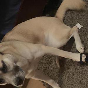 Lost Dog Destin