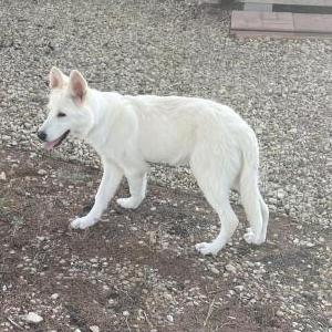 Found Dog unknown