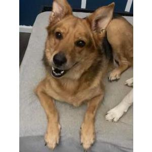 Lost Dog Kenny Wayne