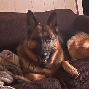 Lost Dog Kai (Little Butt)