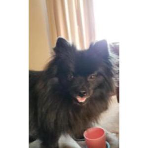 Lost Dog Ricoh
