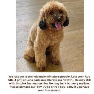 Lost Dog BB