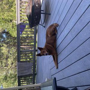 Lost Dog Riley