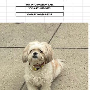 Lost Dog Bella