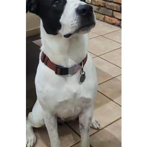 Lost Dog Echo