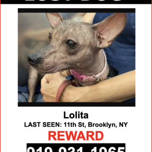 Lost Dog Lolita