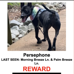 Lost Dog Persephone