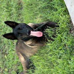 Lost Dog Maximus Aka Maxx