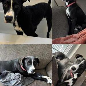 Lost Dog Harley