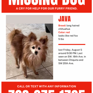 Image of Java, Lost Dog