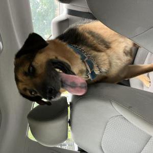 Found Dog Unknown
