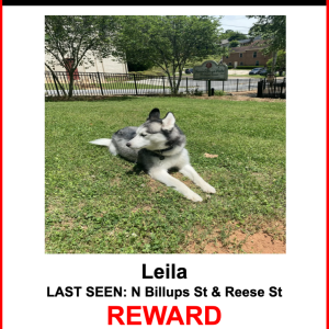 Lost Dog Leila