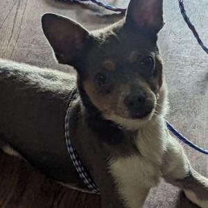 Lost Dog Chico
