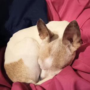 Lost Dog Snoopy