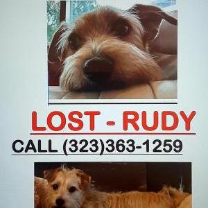 Lost Dog Rudy