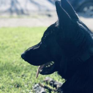 Lost Dog Jasper