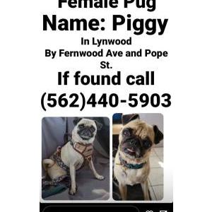 Lost Dog Piggy