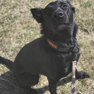 Lost Dog Bella